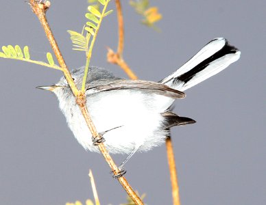 701 - BLUE-GRAY GNATCATCHER (11-21-11) patagonia lake , scc, az -01 - Copy