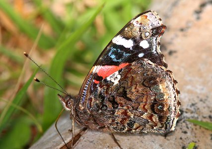 ADMIRAL, RED (Vanessa atalanta) (2-22-13) highlands hammock state park, okeechobee co, fl photo