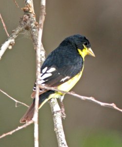 971 - LESSER GOLDFINCH (1-10-09) weslaco, tx  (1)