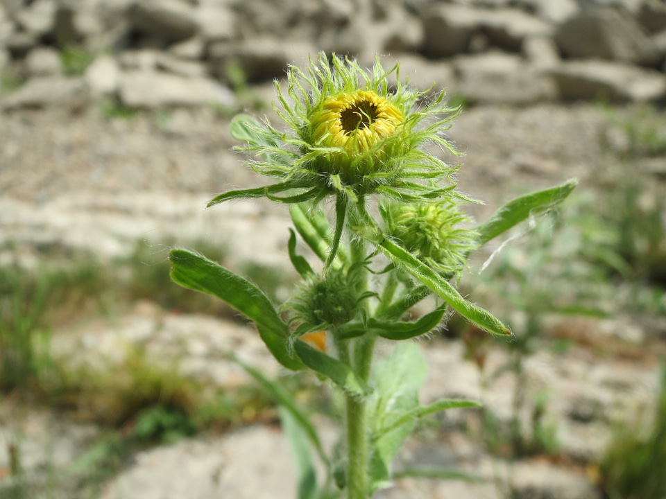 Wildflower flora botany