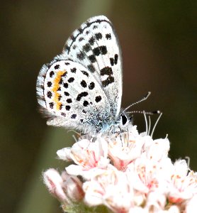 BLUE, BERNADINO (euphiloides bernadino) (6-2-10) carrizo plain, slo co, ca -01