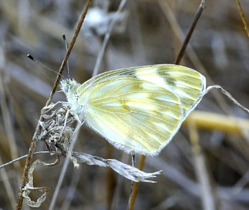 WHITE, CHECKERED (Pontia protodice) (8-29-07) carrizo plain nat monument, slo co, ca (4)
