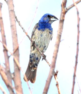 922 - BLUE GROSBEAK (9-6-11) imm, kino springs, scc, az