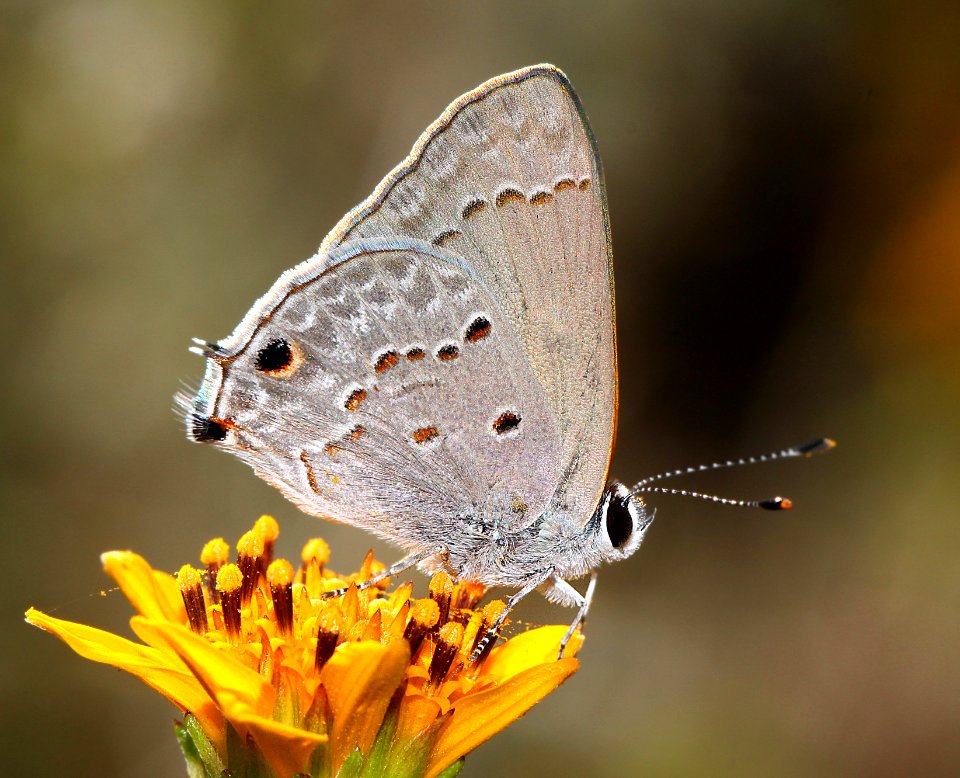 SCRUB-HAIRSTREAK, MALLOW (Strymon istapa) (10-20-12) california gulch, w of nogales, scc, az  (1)