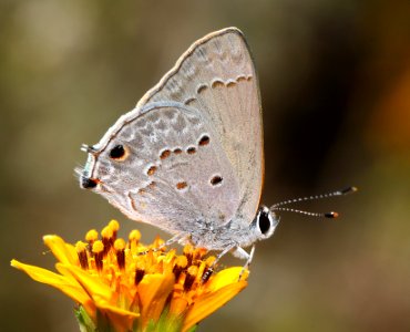 SCRUB-HAIRSTREAK, MALLOW (Strymon istapa) (10-20-12) california gulch, w of nogales, scc, az  (1)