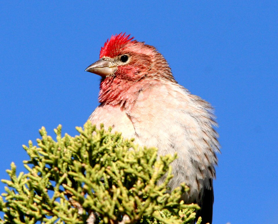 963 - CASSIN'S FINCH (5-2-08) male, burr trail  (7)