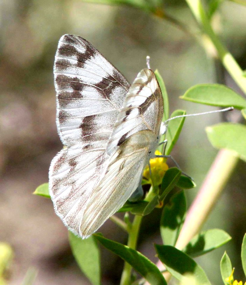 WHITE, CHECKERED (Pontia protodice) (8-20-10) female, wilcox, az  (3)
