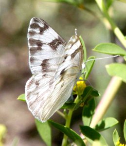 WHITE, CHECKERED (Pontia protodice) (8-20-10) female, wilcox, az  (3)