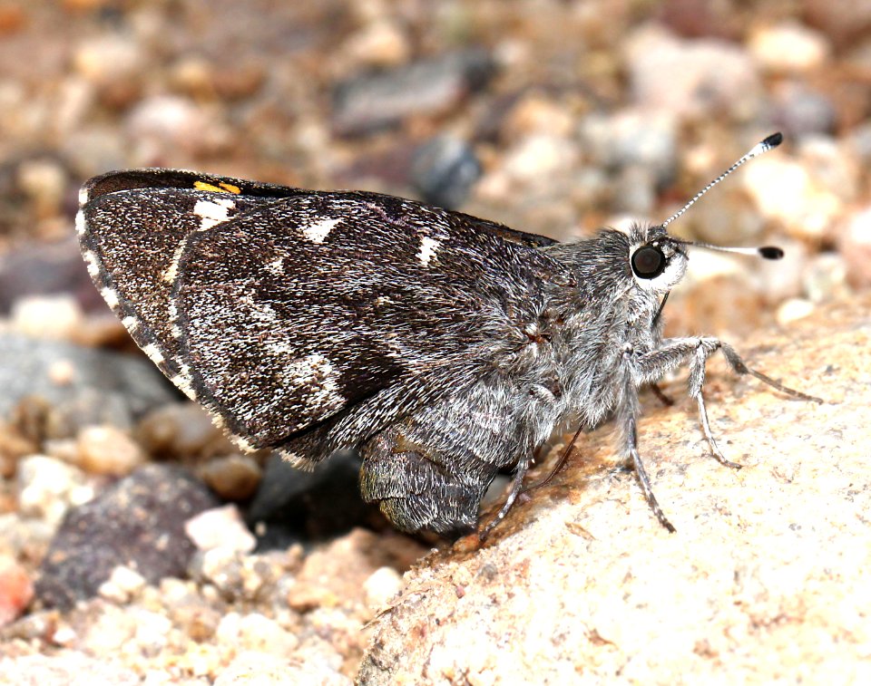 GIANT-SKIPPER, HUACHUCA (Agathymus evansi) (9-6-13) sawmill cyn, huachuca mts, cochise co, az -01