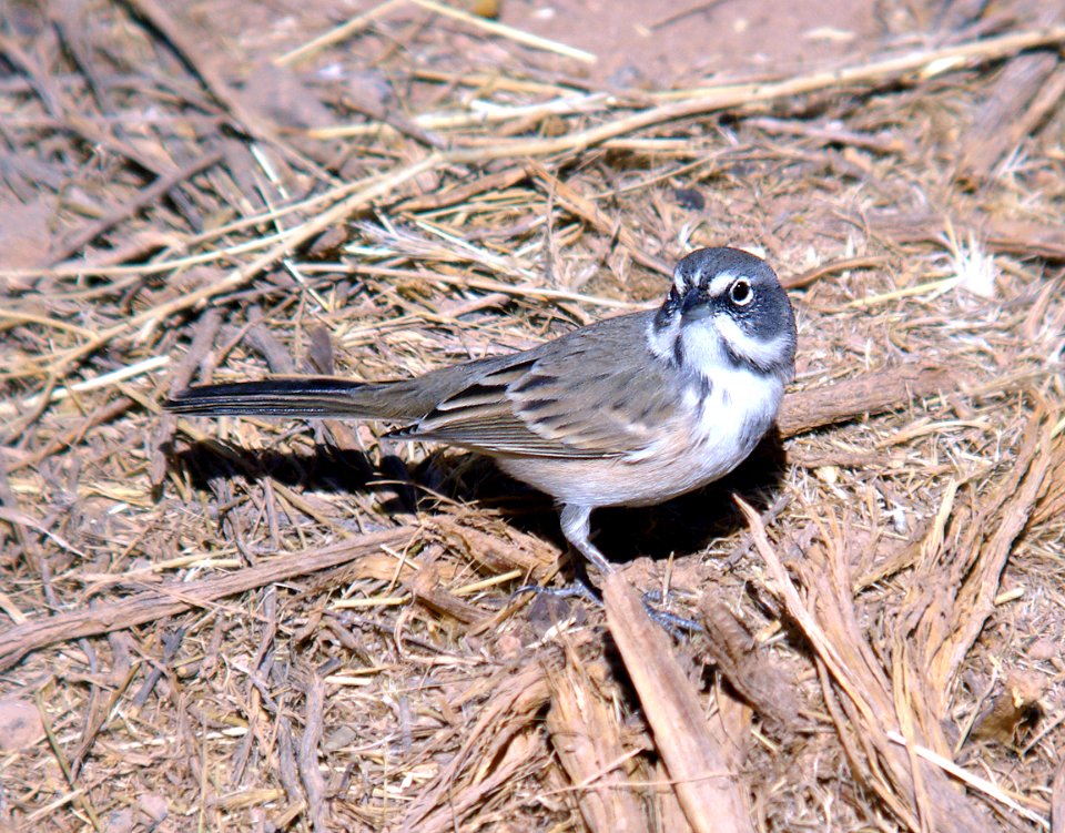 881a - BELL'S SPARROW (canescens?) (10-7-07) quail springs, carrizo plain nat mon, slo co, ca (1)