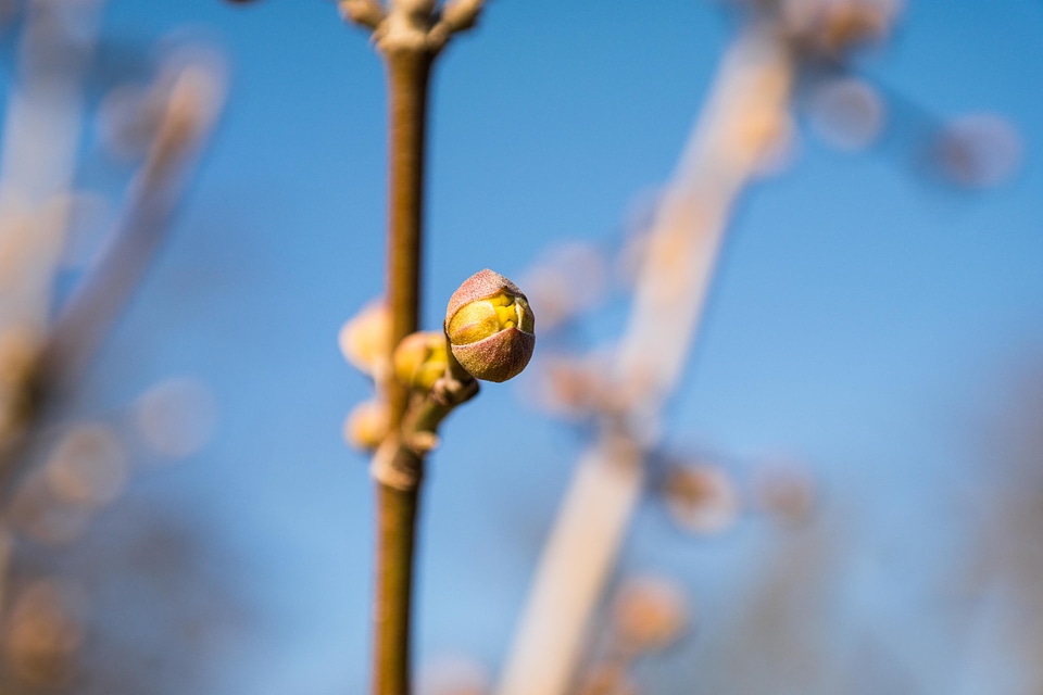 Flower bud branch fresh