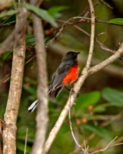 851 - SLATE-THROATED REDSTART (7-27-13) huachuca cyn, huachuca mts, cochise co, ca -09