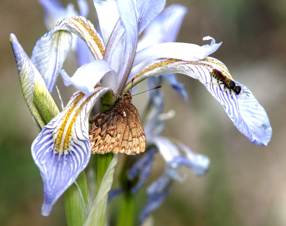 ELFIN, WESTERN PINE (Callophrys eryphon) (6-14-13) 8800ft, hannigan ck, 2 m north of hannigan lodge, greenlee co, az   (1)