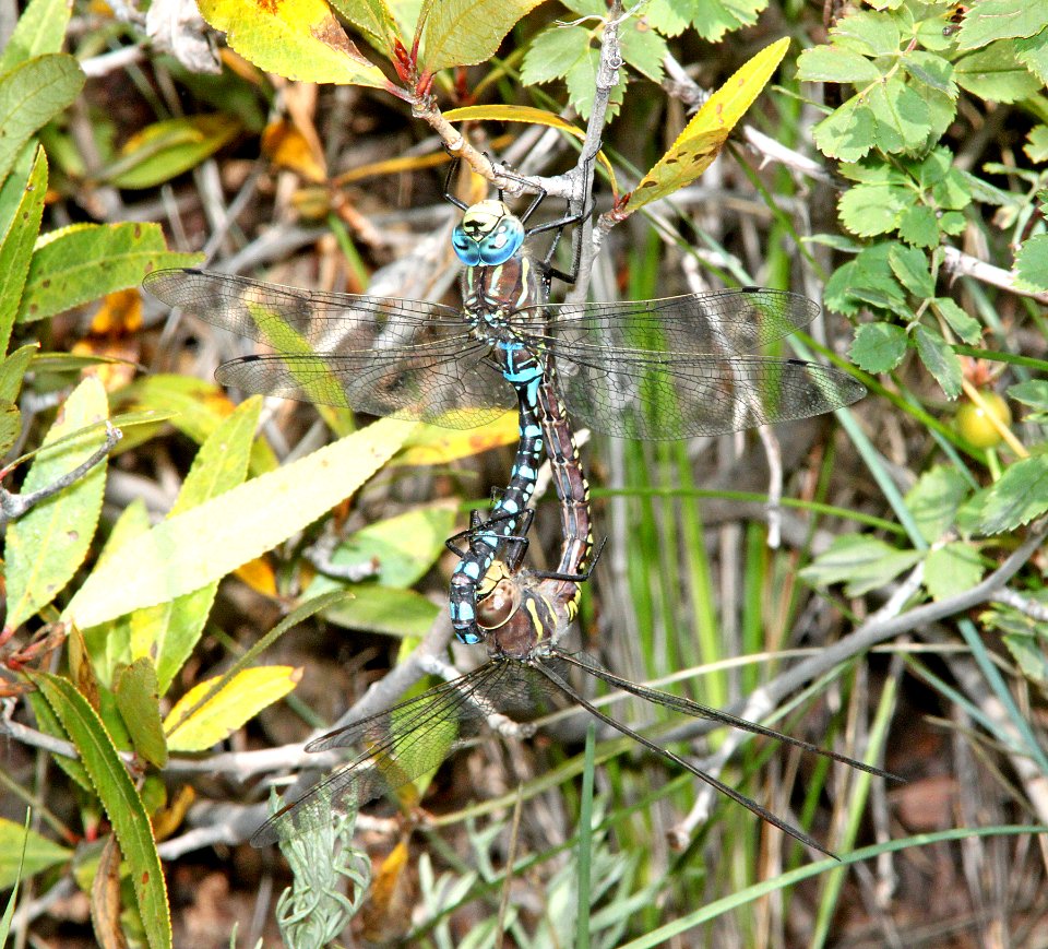 DARNER, PADDLE-TAILED (Aeshna palmata) (8-19-13) 8500 ft, spectacle lake c g, rio grande nat for, conejo co, co -04