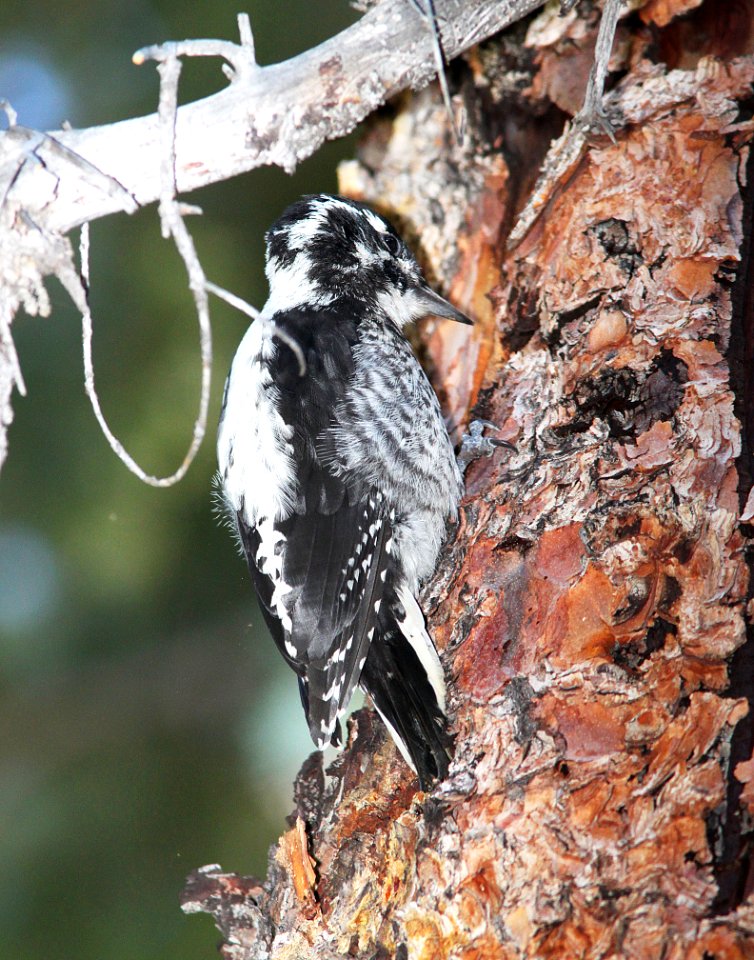 540 - THREE-TOED WOODPECKER (8-20-13) 10,000 ft, 2 miles s of elwood pass, far n-w conejos co, co -08