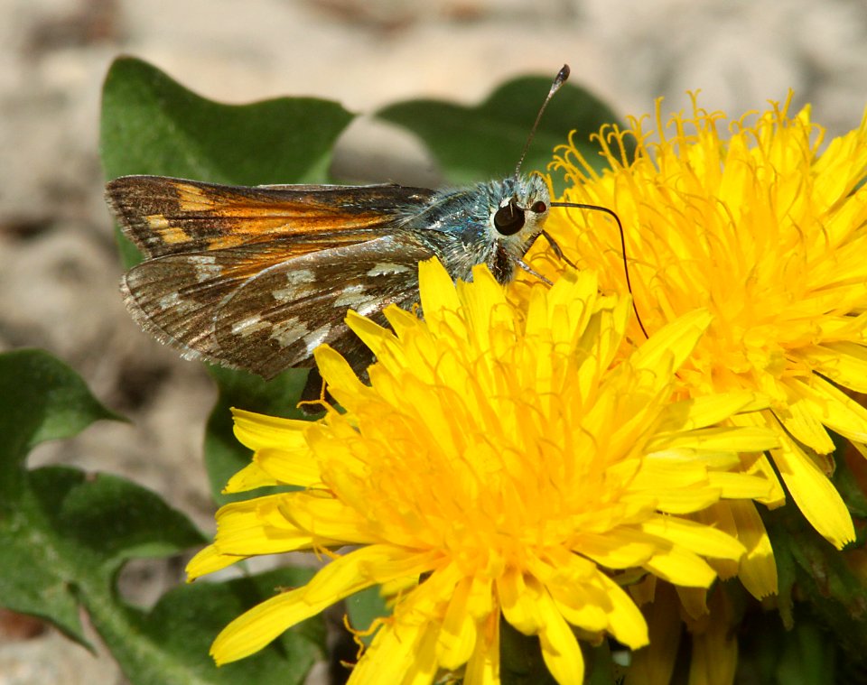 SKIPPER, JUBA (Herperia juba) (6-15-11) slate creek, mt ellen, garfield co, ut -  (5)