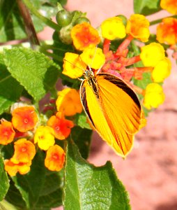 ORANGE, TAILED (Pyrisitia proterpia) (9-5-12) 78 circulo montana, patagonia lake ranch estates, scc, az
