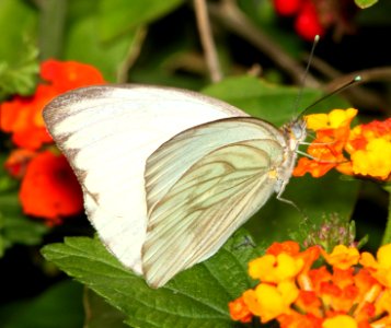 WHITE, GREAT SOUTHERN (Ascia monuste) (2-29-12) s padre island birding center, tx  (4)