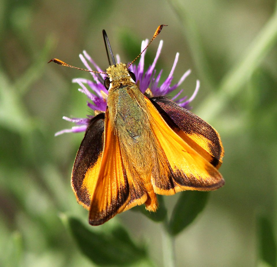 SKIPPER, TAXILES (Poanes taxiles) (6-11-13) male, animas-berg park, farmington, san juan co, nm  (1)