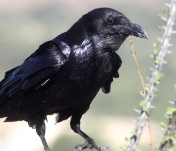 653 - COMMON RAVEN (5-20-12) 78 circulo montana, patagonia lake ranch estates, scc, az - (2)