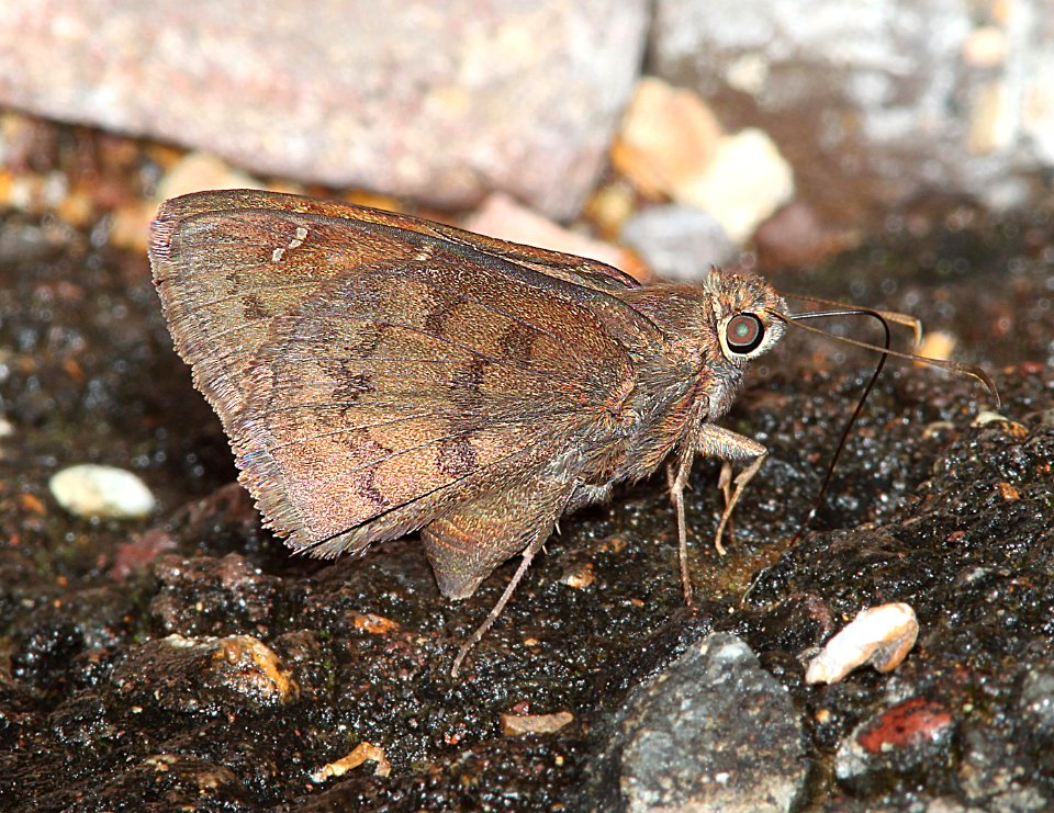CLOUDYWING, NORTHERN (Thorybes pylades) (7-30-11) harshaw road, scc, az - 09