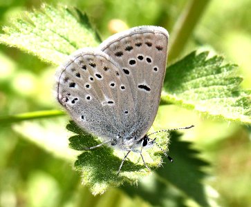 BLUE, GREENISH (Plebejus saepiolus) (6-17-12) cook and green pass area, siskiyou co, ca - 01