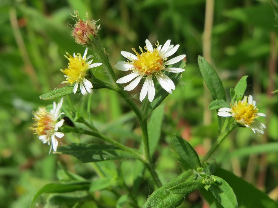Blossom botany plant