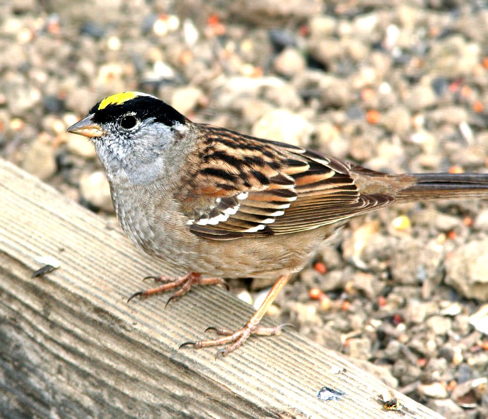 898 - GOLDEN-CROWNED SPARROW (4-11-07) canet rd, slo co, ca