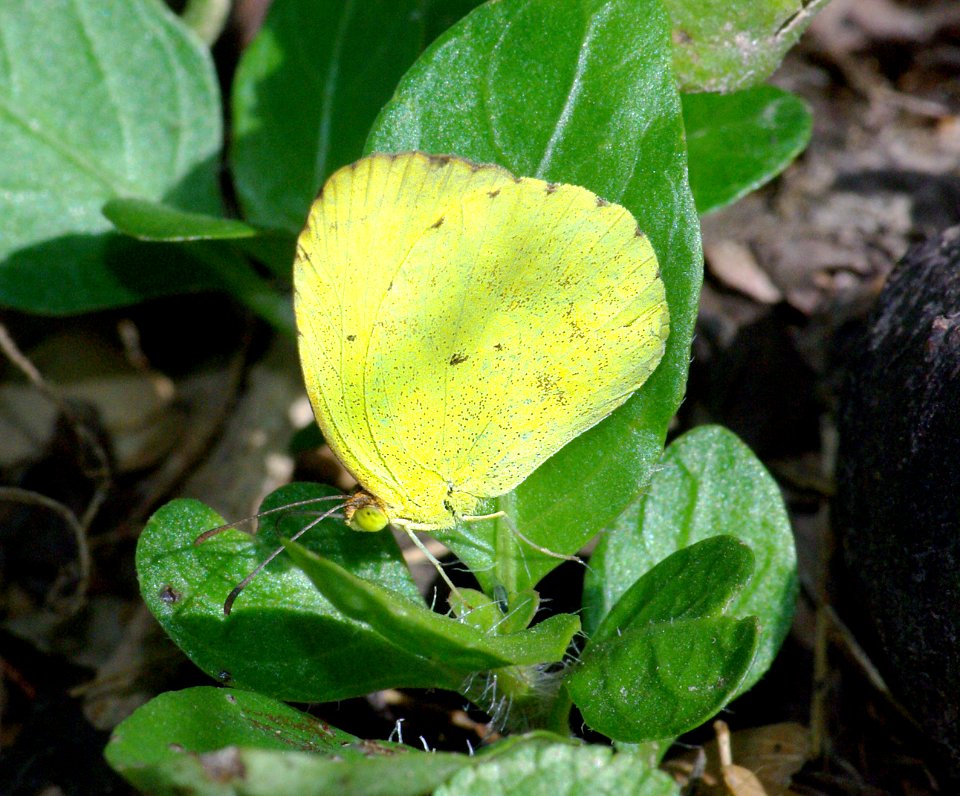YELLOW, MIMOSA (Pyrisitia nise) 1-12-09) bentsen rio g state park, mission, tx