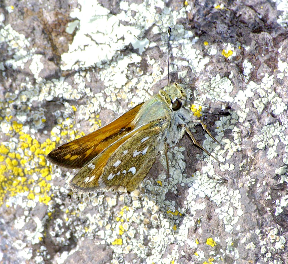 SKIPPER, WESTERN BRANDED (hesperia colorado) (9-12-07) mingus pass, az (2)