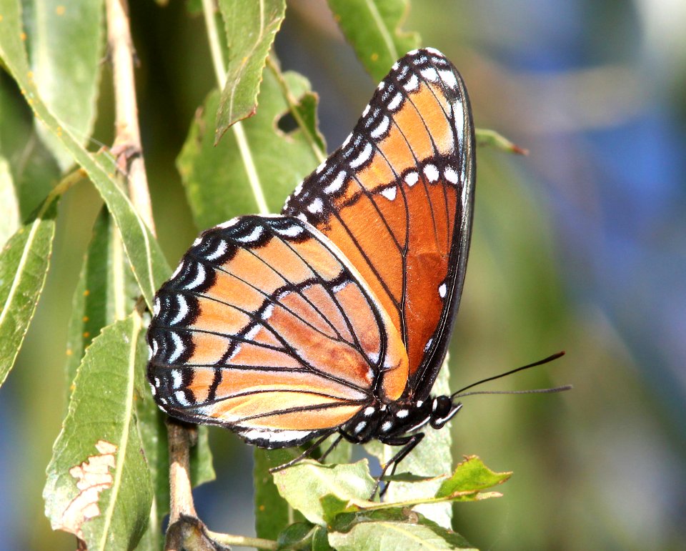 VICEROY (Limenitis archippus) (10-1-12) santa cruz river, north of santa margarita lane, tumacacori, scc, az