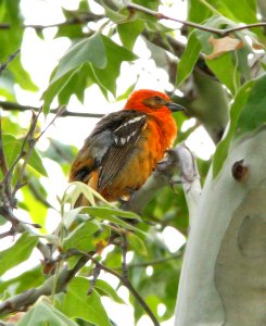 914 - FLAME-COLORED TANAGER (6-17-09) madera cyn, az  (2)