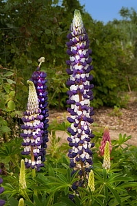 Lupinus polyphyllus flower plant