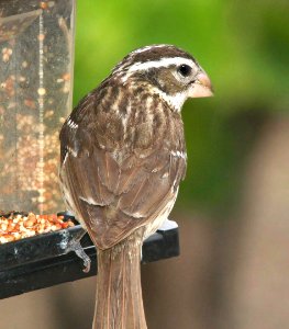 919 - ROSE-BREASTED GROSBEAK (6-1-09) adult fem, canet rd, slo co, ca (3)