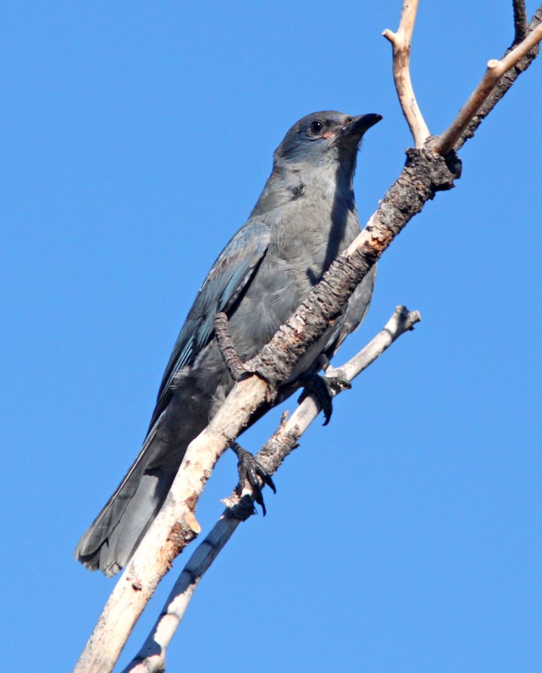 637 - PINYON JAY (8-11-13) el morro nat mon, cibola co, nm (3)