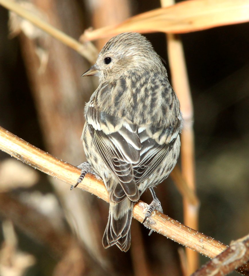 970 - PINE SISKIN (12-1-10) paton's, patagonia, scc, az  (3)