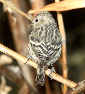 970 - PINE SISKIN (12-1-10) paton's, patagonia, scc, az  (3)