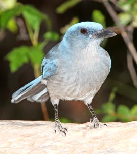 643 - MEXICAN JAY (4-26-13) sunshine flats cg, cave creek, cochise co, az  (2)