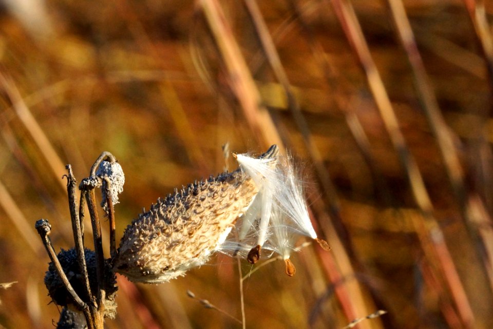 Milkweed pod (Asclepias)
