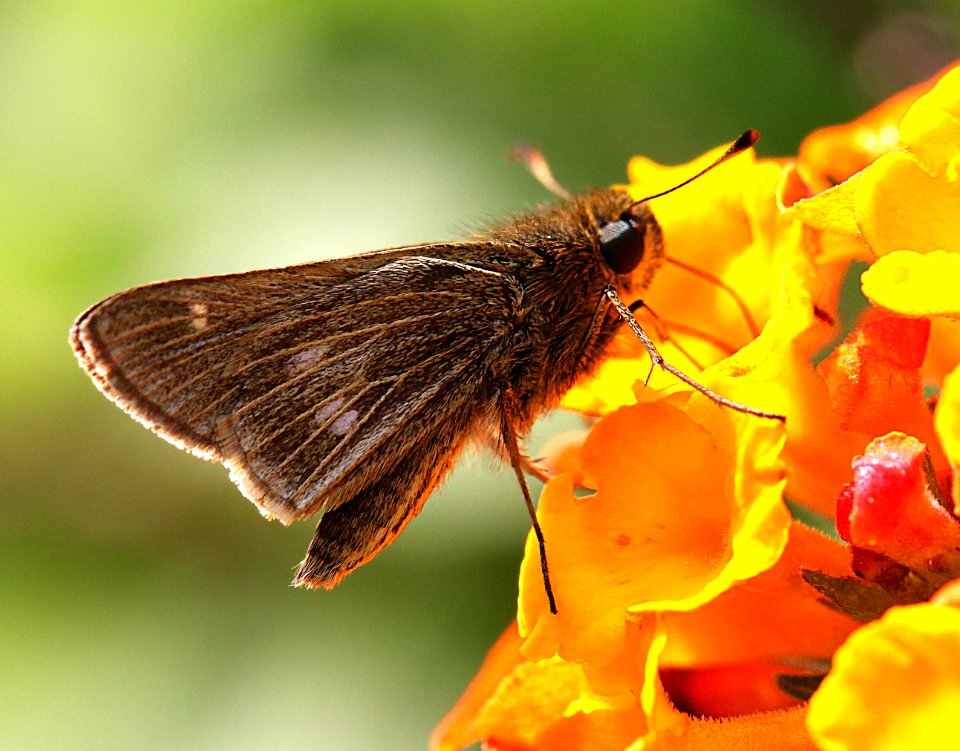 SKIPPER, OBSCURE (Panoquina panoquinoides) (3-1-12) s padre island birding center, tx