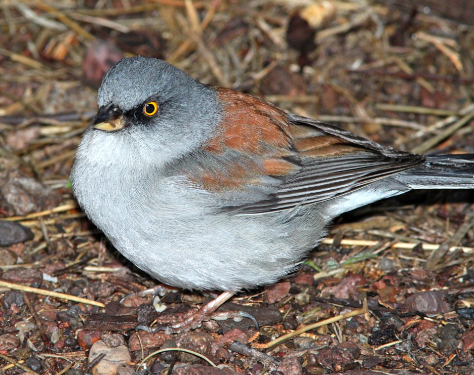 900 - YELLOW-EYED JUNCO (1-10-10) sunny flats c g, cave creek, cochise co, az (7)