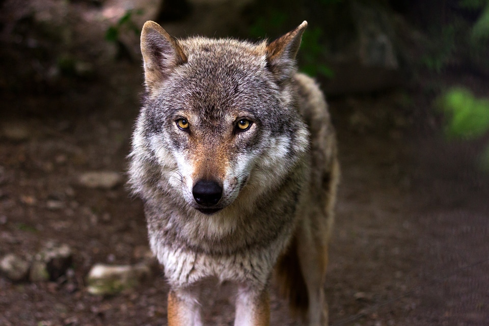 Canis lupus eyes view