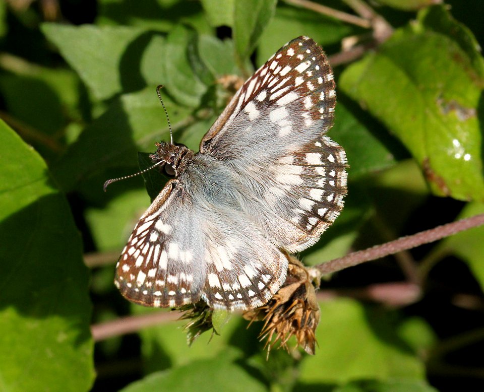CHECKERED-SKIPPER, TROPICAL (Pyrgus oileus) (4-18-12) national butterfly center, mission, tx -01