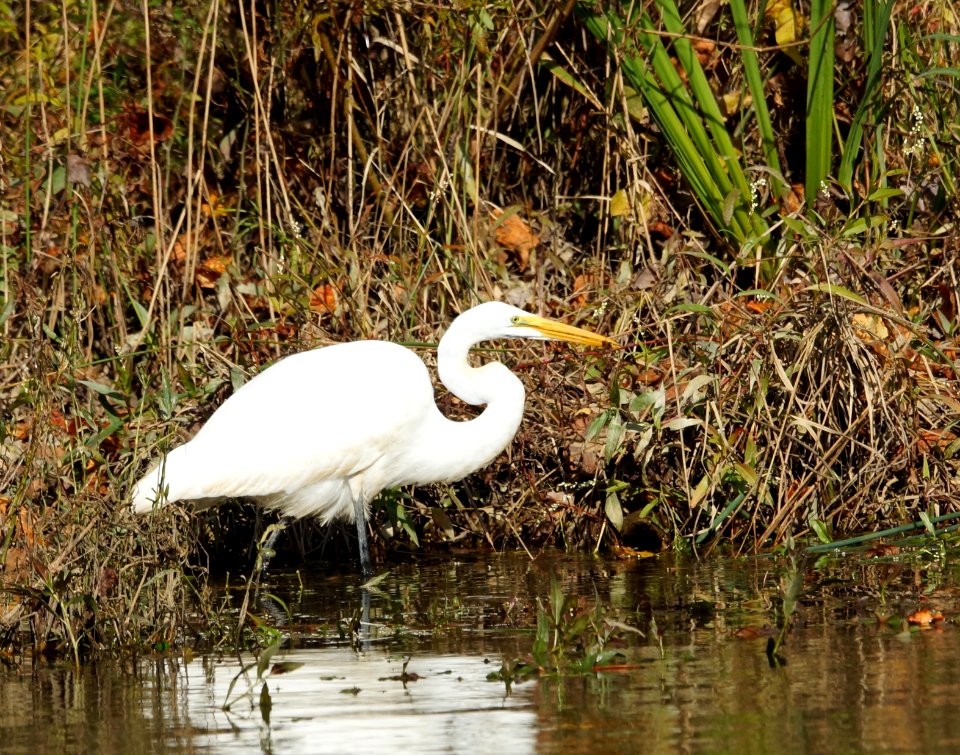 Great Egret (Ardea alba)