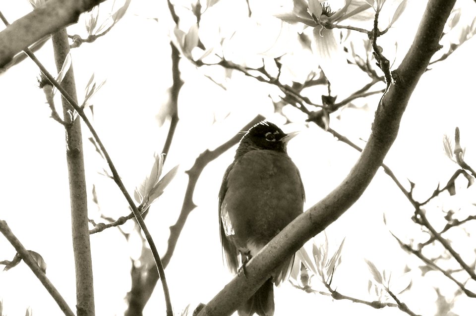 Robin perched on Magnolia - DC-Spring 2013