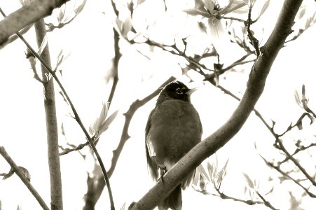 Robin perched on Magnolia - DC-Spring 2013 photo