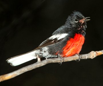 850 - PAINTED REDSTART (7-29-09) az - a (3)