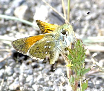 SKIPPER, WESTERN BRANDED (hesperia colorado) (9-12-07) mingus pass, az (1)