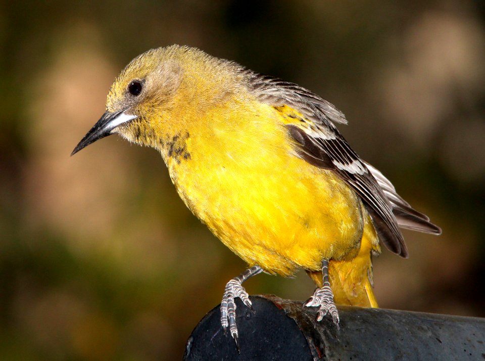 952 - SCOTT'S ORIOLE (4-26-13) sunshine flats cg, cave creek, cochise co, az  (5)