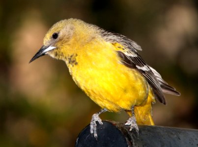 952 - SCOTT'S ORIOLE (4-26-13) sunshine flats cg, cave creek, cochise co, az (5) photo